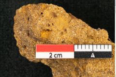 Foto (Detailansicht) von Plantae indet.  (NHMW-GEO-2024-0188-10396)